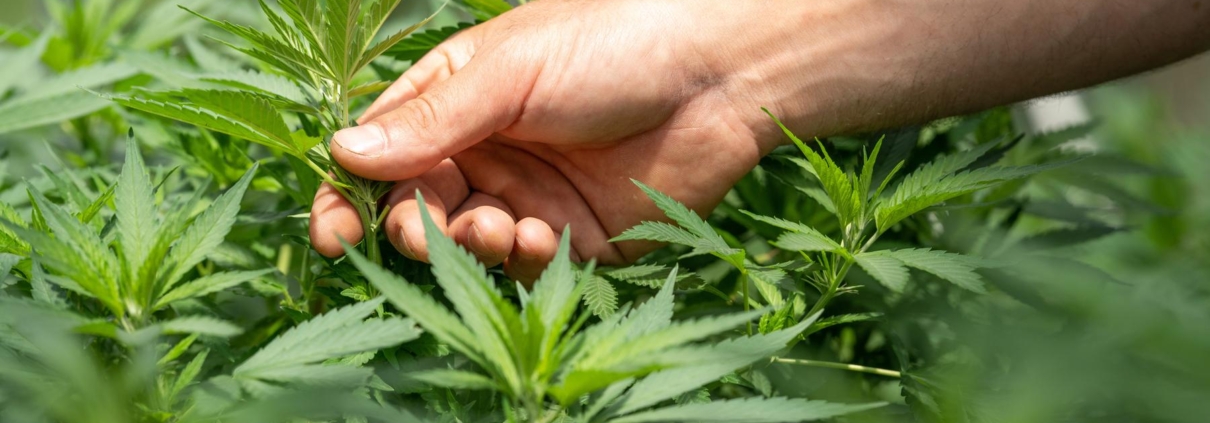 Er CBD olie smertestillende?