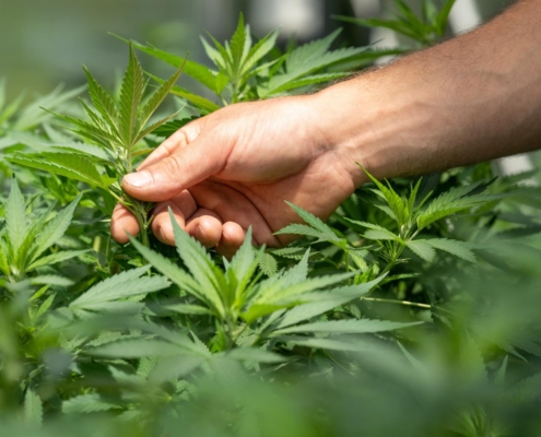 Er CBD olie smertestillende?