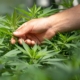 Er CBD olie smertestillende?