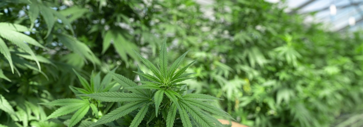 Hvad er CBD godt for?