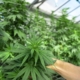 Hvad er CBD godt for?