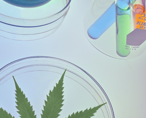 Hvad er CBD olie?