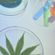 Hvad er CBD olie?