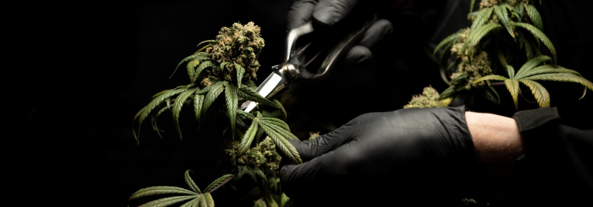 Hvad gør CBD olie?