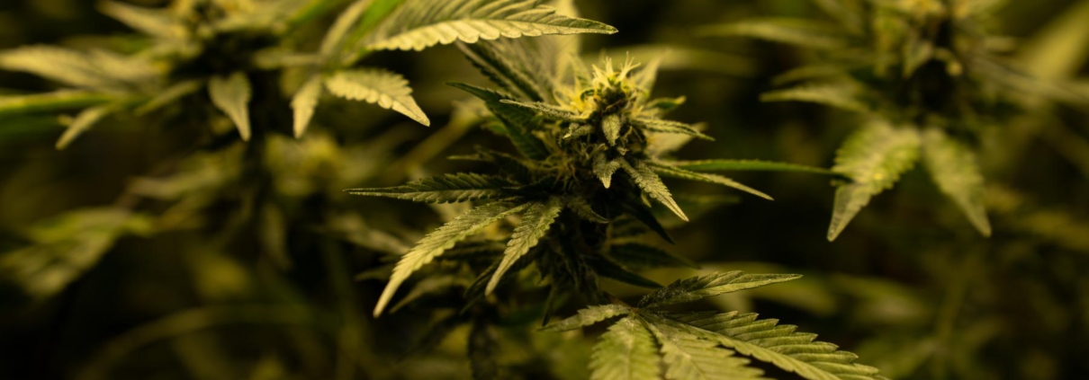Hvad hjælper CBD olie mod?