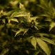 Hvad hjælper CBD olie mod?