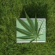Hvad hjælper CBD olie på?