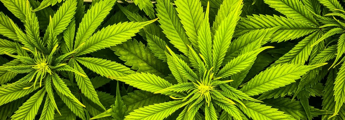 Hvad koster CBD olie på recept?