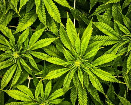 Hvad koster CBD olie på recept?