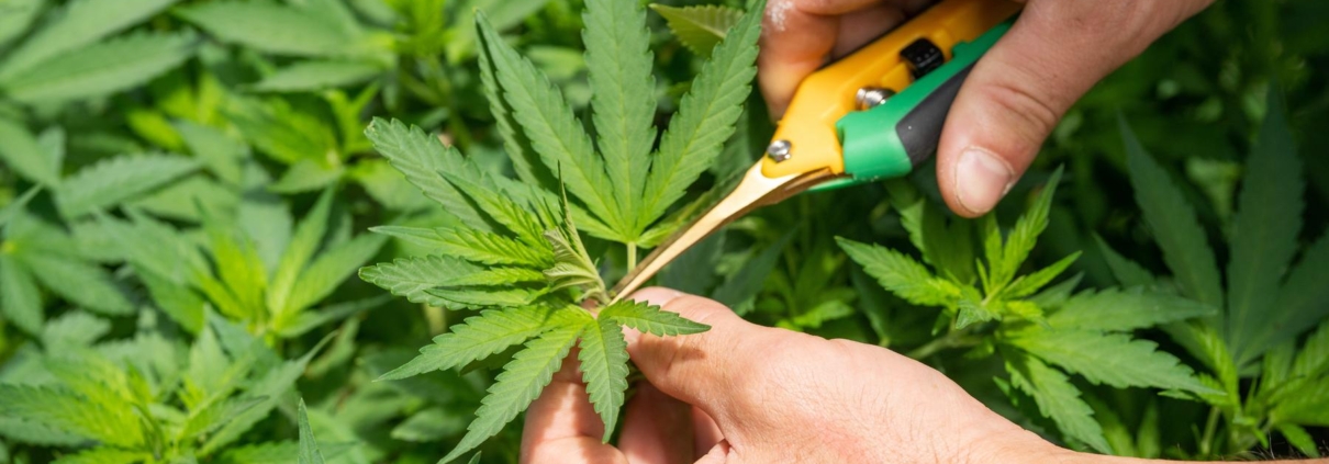 Hvilken CBD olie skal jeg vælge?