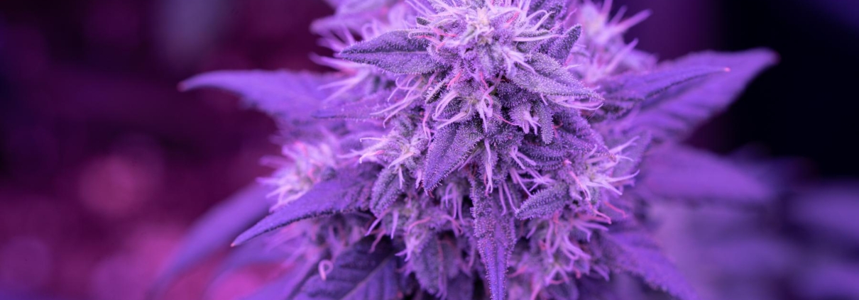 Hvor hurtigt virker CBD?