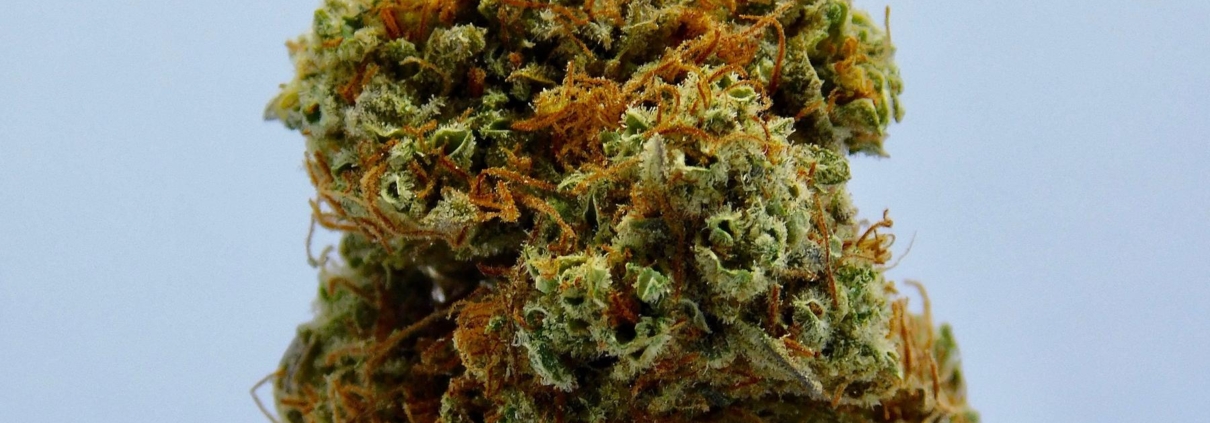 Hvor kan man købe CBD olie?