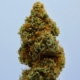 Hvor kan man købe CBD olie?