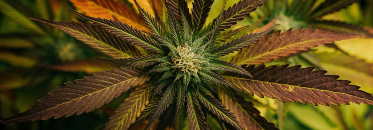 Hvordan påvirker CBD hjernen?
