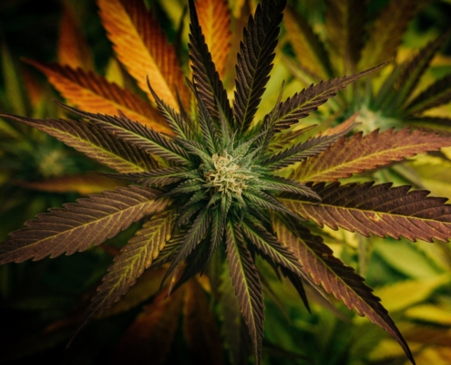 Hvordan påvirker CBD hjernen?