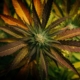 Hvordan påvirker CBD hjernen?