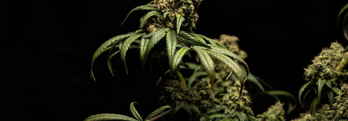 Hvordan tager man CBD olie?