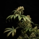 Hvordan tager man CBD olie?