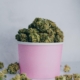 Kan man få CBD olie på recept?