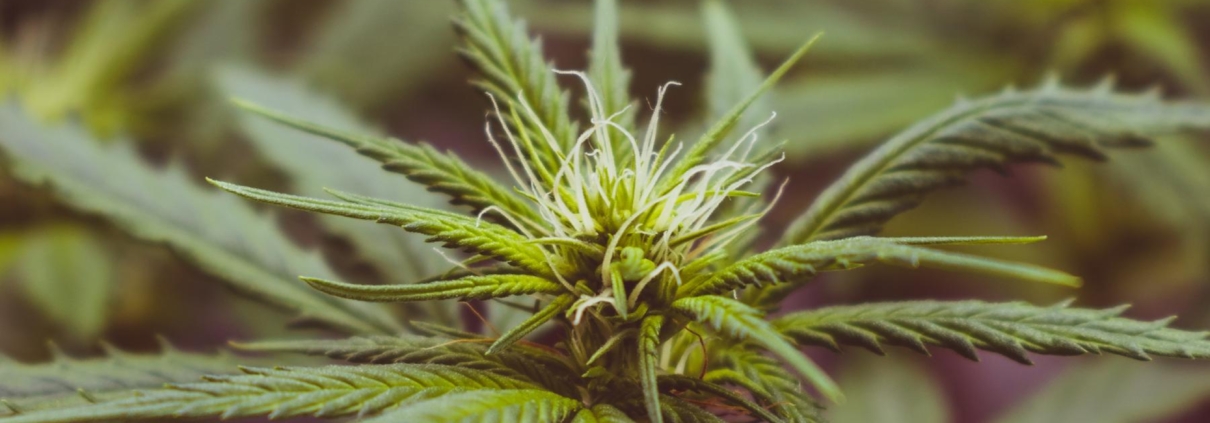 Kan man få psykose af CBD?