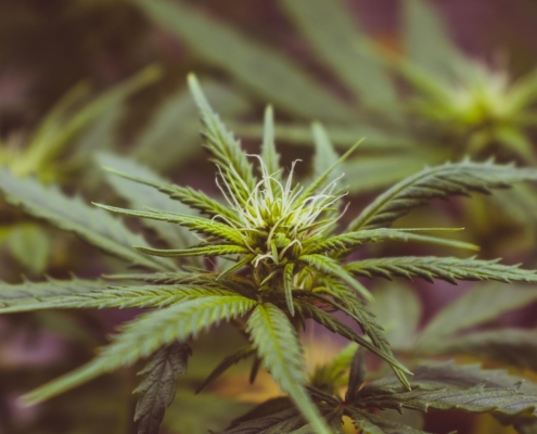 Kan man få psykose af CBD?